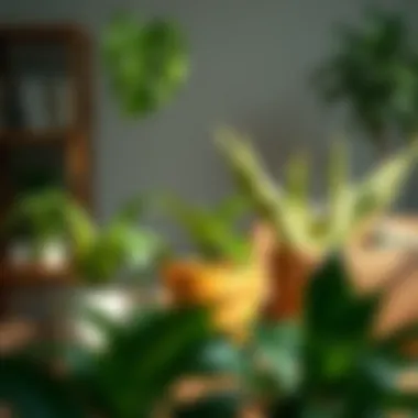 Essential Care Tips for Houseplants Care tips for maintaining houseplants