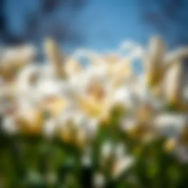 The Elegance of Lilyum Blossoms Captured Close-up of lilyum blossoms in a serene setting