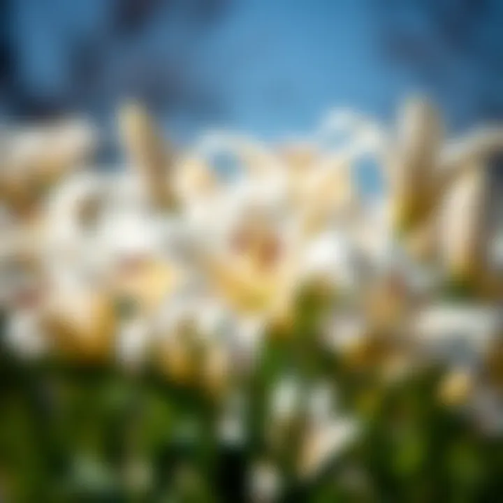 The Elegance of Lilyum Blossoms Captured Close-up of lilyum blossoms in a serene setting