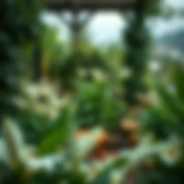 Lilyums Nestled in a Lush Green Terrace Terrace view showcasing lilyums amid lush greenery