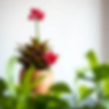 Vibrant Indoor Plants in Medium Pot A beautifully arranged medium-sized pot with vibrant indoor plants