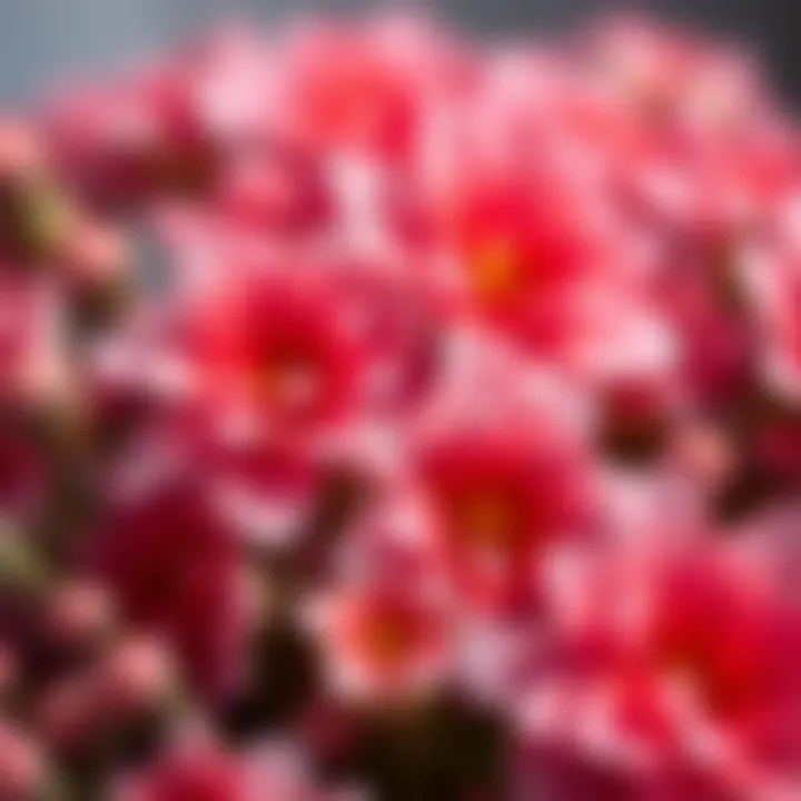 Detailed close-up of small flowers showcasing their unique textures