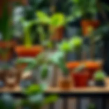 Creative indoor display of various types of miniature plants